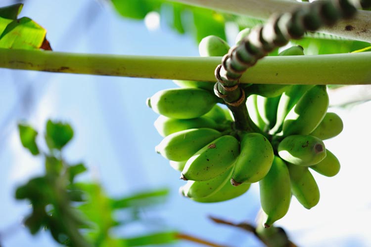 島バナナ